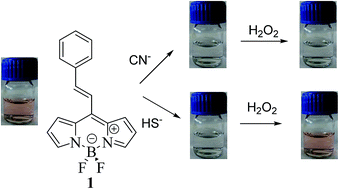 Graphical abstract: Sensing and discrimination of cyanide and hydrogen sulfide using an 8-alkenyl-4,4-difluoro-4-bora-3a,4a-diaza-s-indacene derivative