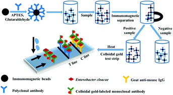 Graphical abstract: Rapid detection of Enterobacter cloacae by immunomagnetic separation and a colloidal gold-based immunochromatographic assay