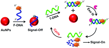 Graphical abstract: Au nanoparticles fluorescence switch-mediated target recycling amplification strategy for sensitive nucleic acid detection