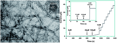 Graphical abstract: Poly(diallyldimethylammonium chloride)–cellulose nanocrystals supported Au nanoparticles for nonenzymatic glucose sensing