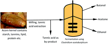 Graphical abstract: Biobutanol production using unhydrolyzed waste acorn as a novel substrate