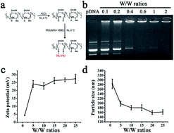 Graphical abstract: Effective delivery of bone morphogenetic protein 2 gene using chitosan–polyethylenimine nanoparticle to promote bone formation