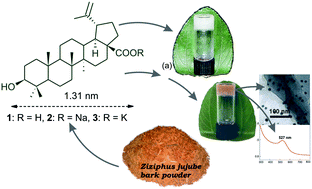 Graphical abstract: Self-assembly of sodium and potassium betulinates into hydro- and organo-gels: entrapment and removal studies of fluorophores and synthesis of gel–gold nanoparticle hybrid materials