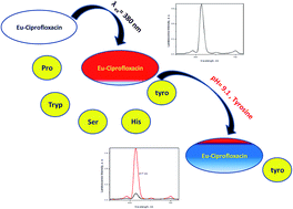 Graphical abstract: Novel method for tyrosine assessment in vitro using luminescence quenching of the nano optical sensor Eu–ciprofloxacin doped in a sol–gel matrix