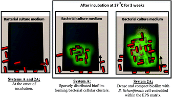 Graphical abstract: Probing the corrosion inhibiting role of a thermophilic Bacillus licheniformis biofilm on steel in a saline axenic culture