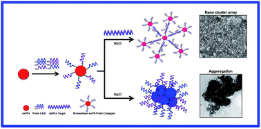 Graphical abstract: DNA templated self-assembly of gold nanoparticle clusters in the colorimetric detection of plant viral DNA using a gold nanoparticle conjugated bifunctional oligonucleotide probe