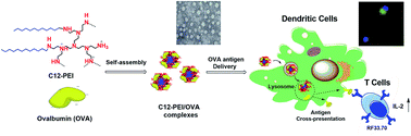 Graphical abstract: Hydrophobic chain modified low molecular weight polyethylenimine for efficient antigen delivery
