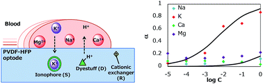 Graphical abstract: Determination of blood potassium using a fouling-resistant PVDF–HFP-based optode