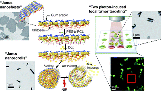 Graphical abstract: Bio-inspired Janus composite nanoscrolls for on-demand tumour targeting