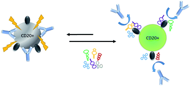 Graphical abstract: Inhibition of complement dependent cytotoxicity by anti-CD20 aptamers