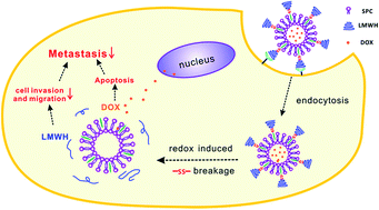 Graphical abstract: Reduction-responsive modification-induced higher efficiency for attenuation of tumor metastasis of low molecular weight heparin functionalized liposomes
