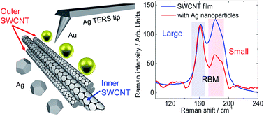 Graphical abstract: Metal nanoparticles reveal the organization of single-walled carbon nanotubes in bundles