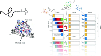 Graphical abstract: A reactive continuous chromatographic process for protein PEGylation