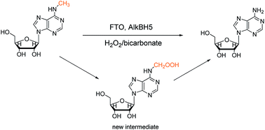 Graphical abstract: N 6-Hydroperoxymethyladenosine: a new intermediate of chemical oxidation of N6-methyladenosine mediated by bicarbonate-activated hydrogen peroxide