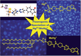 Graphical abstract: Chemical speciation of MeHg+ and Hg2+ in aqueous solution and HEK cells nuclei by means of DNA interacting fluorogenic probes