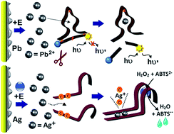 Graphical abstract: Addressing, amplifying and switching DNAzyme functions by electrochemically-triggered release of metal ions