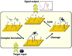 Graphical abstract: Simple electrochemical sensing of attomolar proteins using fabricated complexes with enhanced surface binding avidity
