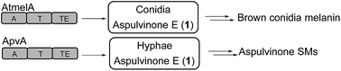 Graphical abstract: Spatial regulation of a common precursor from two distinct genes generates metabolite diversity
