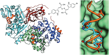 Graphical abstract: Conformationally restricted calpain inhibitors