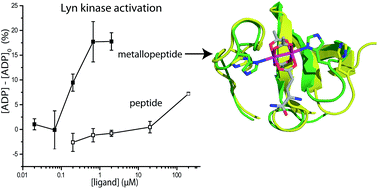 Graphical abstract: Potent and selective inhibition of SH3 domains with dirhodium metalloinhibitors