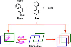Graphical abstract: Isolation of a structural intermediate during switching of degree of interpenetration in a metal–organic framework