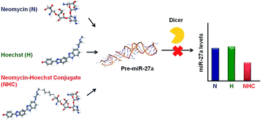 Graphical abstract: Potent inhibition of miR-27a by neomycin–bisbenzimidazole conjugates