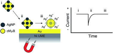 Graphical abstract: Direct electrochemical detection of individual collisions between magnetic microbead/silver nanoparticle conjugates and a magnetized ultramicroelectrode