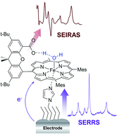 Graphical abstract: 2nd coordination sphere controlled electron transfer of iron hangman complexes on electrodes probed by surface enhanced vibrational spectroscopy