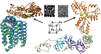 Graphical abstract: IspH–RPS1 and IspH–UbiA: “Rosetta stone” proteins