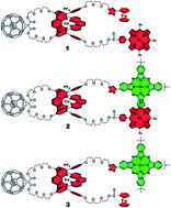 Graphical abstract: Multistep energy and electron transfer processes in novel rotaxane donor–acceptor hybrids generating microsecond-lived charge separated states