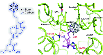 Graphical abstract: Carborane-based design of a potent vitamin D receptor agonist