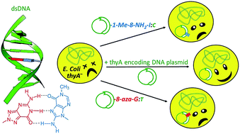 Graphical abstract: Base pairing involving artificial bases in vitro and in vivo