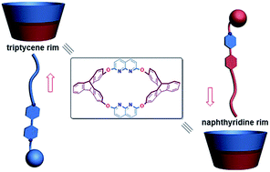Graphical abstract: Guest-dependent directional complexation based on triptycene derived oxacalixarene: formation of oriented rotaxanes