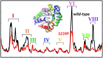Graphical abstract: Linking coupled motions and entropic effects to the catalytic activity of 2-deoxyribose-5-phosphate aldolase (DERA)