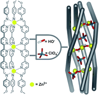 Graphical abstract: Dual stimuli-induced formation of a μ-hydroxido bridged [Zn9L5(μ-OH)6]12+ half-pipe