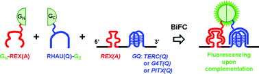 Graphical abstract: RNA G-quadruplex formation in defined sequence in living cells detected by bimolecular fluorescence complementation