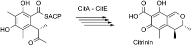 Graphical abstract: The molecular steps of citrinin biosynthesis in fungi