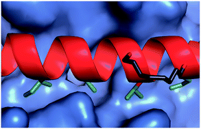 Graphical abstract: Hydrocarbon constrained peptides – understanding preorganisation and binding affinity