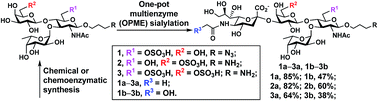 Graphical abstract: Systematic chemoenzymatic synthesis of O-sulfated sialyl Lewis x antigens