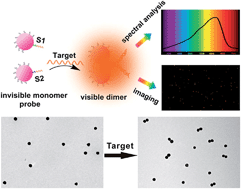 Graphical abstract: Oriented assembly of invisible probes: towards single mRNA imaging in living cells
