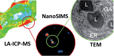 Graphical abstract: Multi-scale imaging of anticancer platinum(iv) compounds in murine tumor and kidney