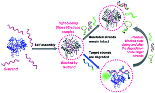 Graphical abstract: Generation of artificial sequence-specific nucleases via a preassembled inert-template