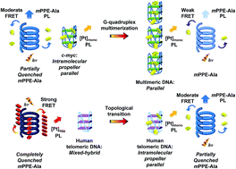 Graphical abstract: Parallel folding topology-selective label-free detection and monitoring of conformational and topological changes of different G-quadruplex DNAs by emission spectral changes via FRET of mPPE-Ala–Pt(ii) complex ensemble