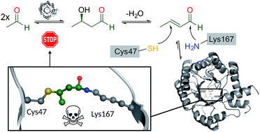 Graphical abstract: Mechanism-based inhibition of an aldolase at high concentrations of its natural substrate acetaldehyde: structural insights and protective strategies