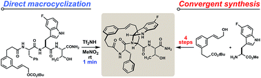 Graphical abstract: On the prevalence of bridged macrocyclic pyrroloindolines formed in regiodivergent alkylations of tryptophan