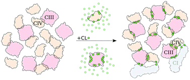 Graphical abstract: Molecular mechanism of cardiolipin-mediated assembly of respiratory chain supercomplexes