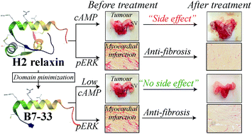 Graphical abstract: A single-chain derivative of the relaxin hormone is a functionally selective agonist of the G protein-coupled receptor, RXFP1