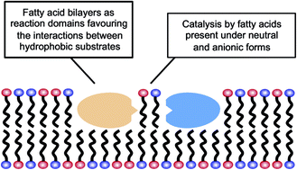 Graphical abstract: Fatty acids' double role in the prebiotic formation of a hydrophobic dipeptide