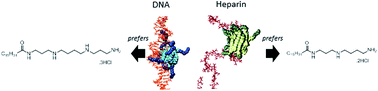 Graphical abstract: Electrostatic binding of polyanions using self-assembled multivalent (SAMul) ligand displays – structure–activity effects on DNA/heparin binding