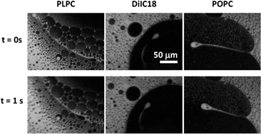 Graphical abstract: Searching for line active molecules on biphasic lipid monolayers